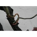 HYOSUNG 250 GT Wire Harness thumbnail 7